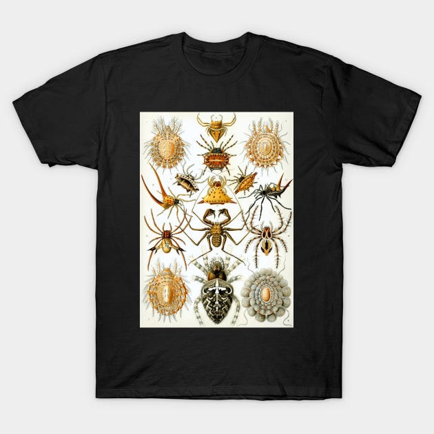 Arachnids by Ernst Haeckel T-Shirt by MasterpieceCafe